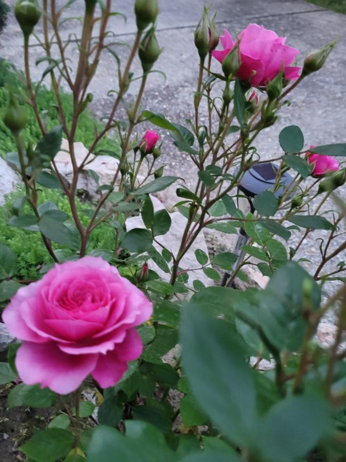 Anda Vendeghaz Otel Harkány Dış mekan fotoğraf